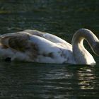 Junger Höckerschwan bei sinkender Sonne