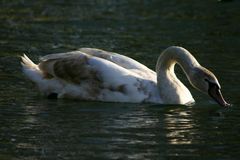 Junger Höckerschwan bei sinkender Sonne