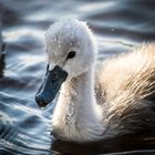 Junger Höckerschwan beim Gründeln