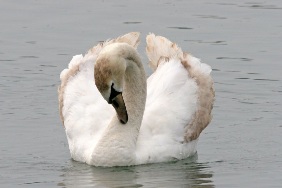 Junger Höckerschwan (Cygnus olor)