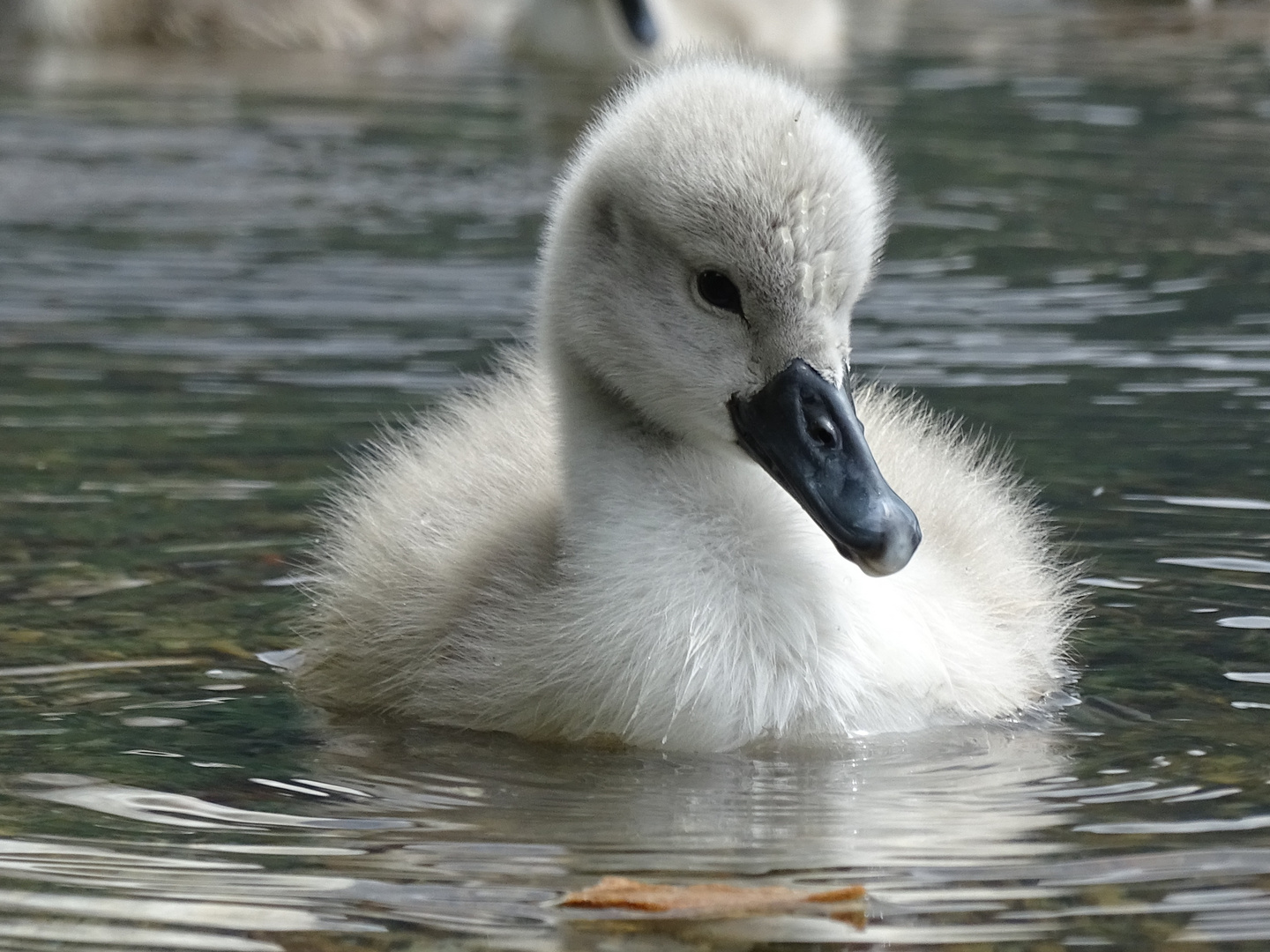 Junger Höckerschwan