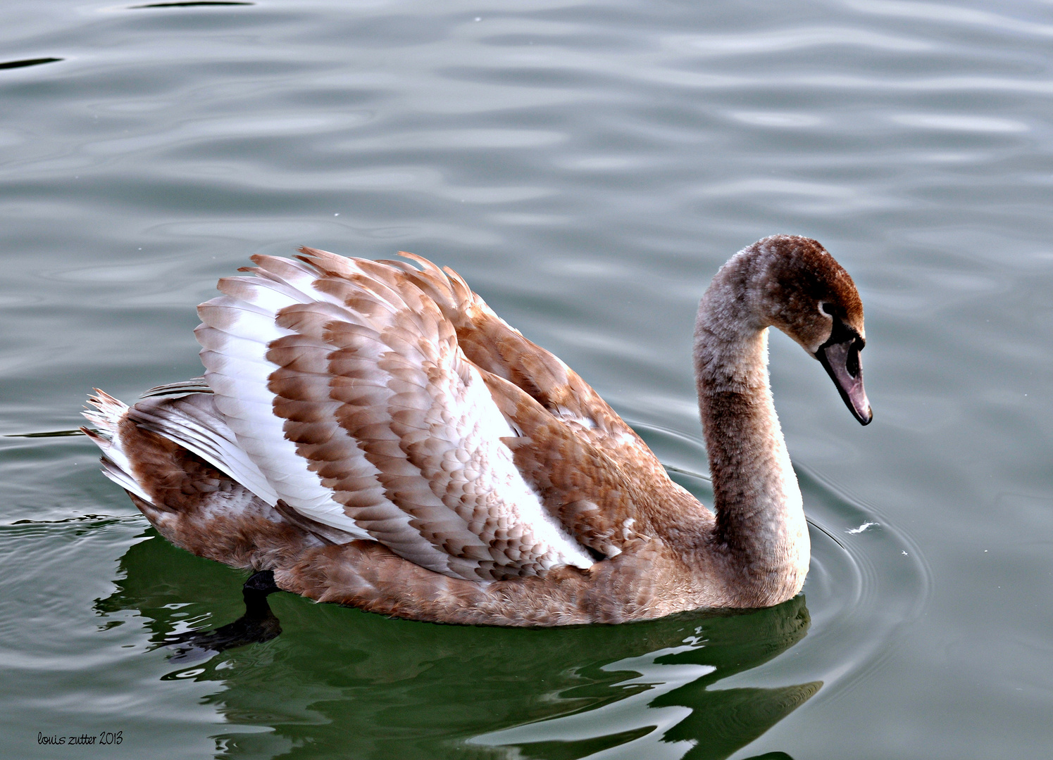 Junger Höckerschwan