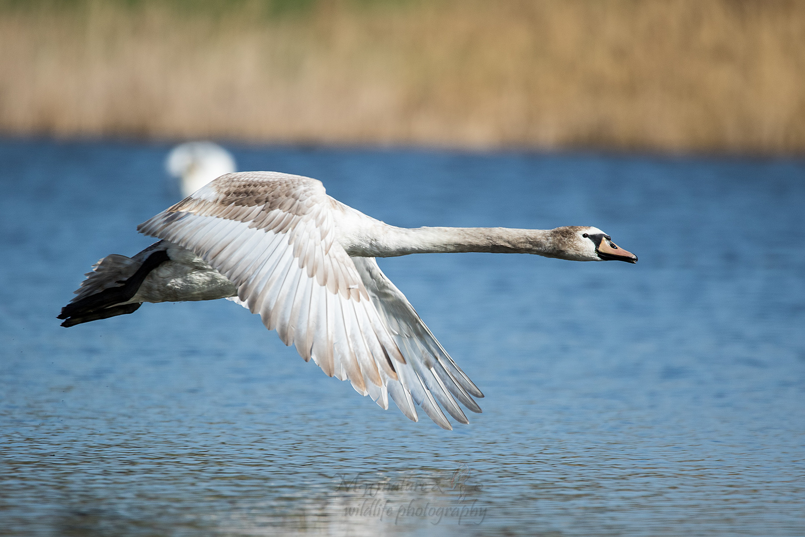 Junger Höckerschwan