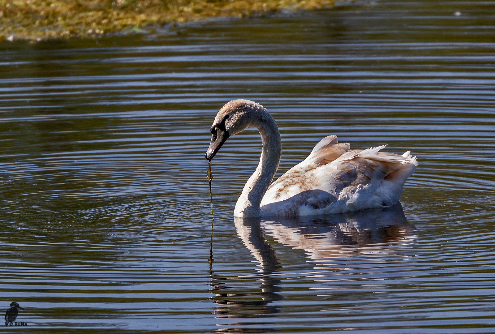 Junger Höckerschwan