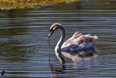 Junger Höckerschwan