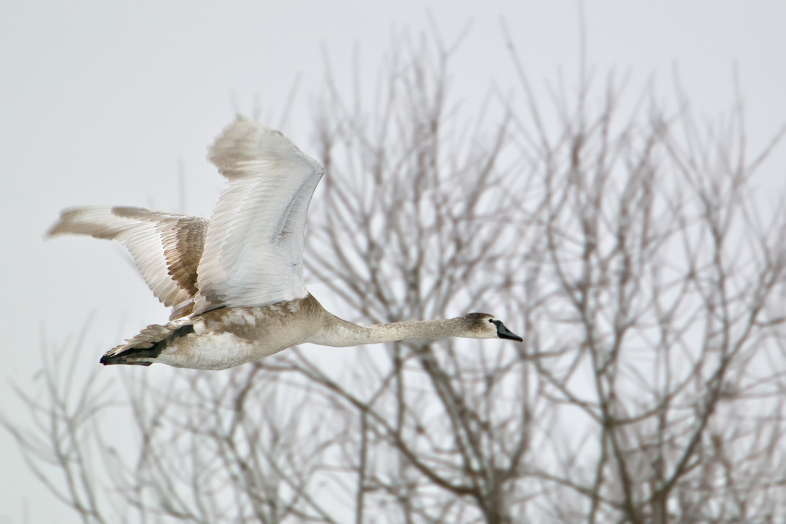 Junger Höckerschwan im Flug 1/10