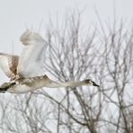 Junger Höckerschwan im Flug 1/10