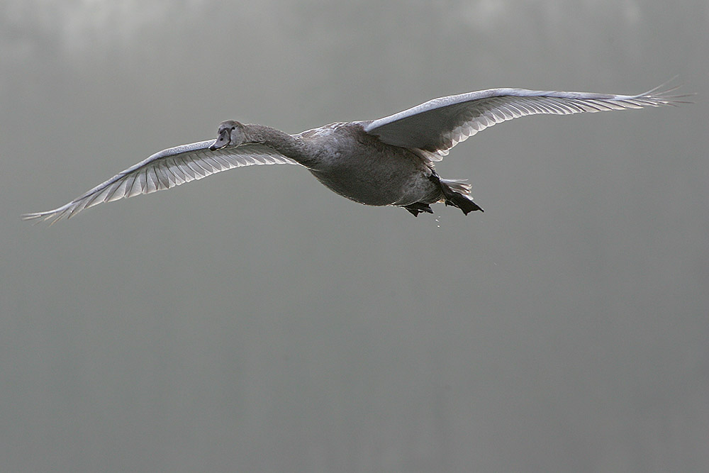 Junger Höckerschwan im Flug