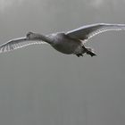 Junger Höckerschwan im Flug