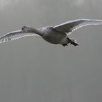 Junger Höckerschwan im Flug