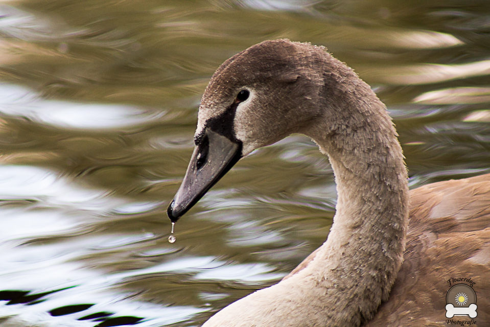 Junger Höckerschwan im Herbstlicht