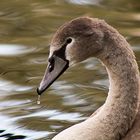 Junger Höckerschwan im Herbstlicht