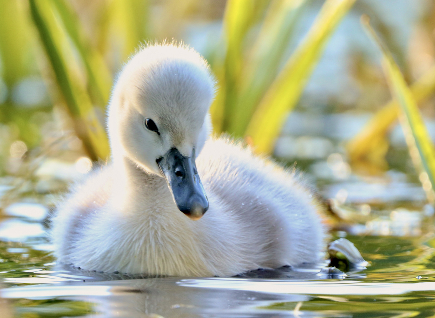 Junger Höckerschwan im Moor