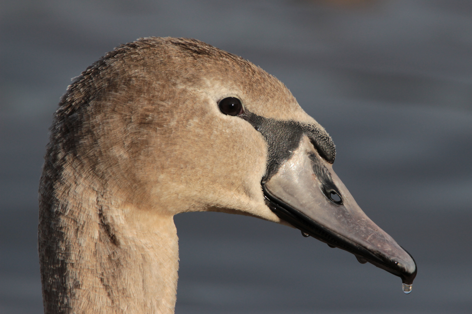 Junger Höckerschwan, Porträt