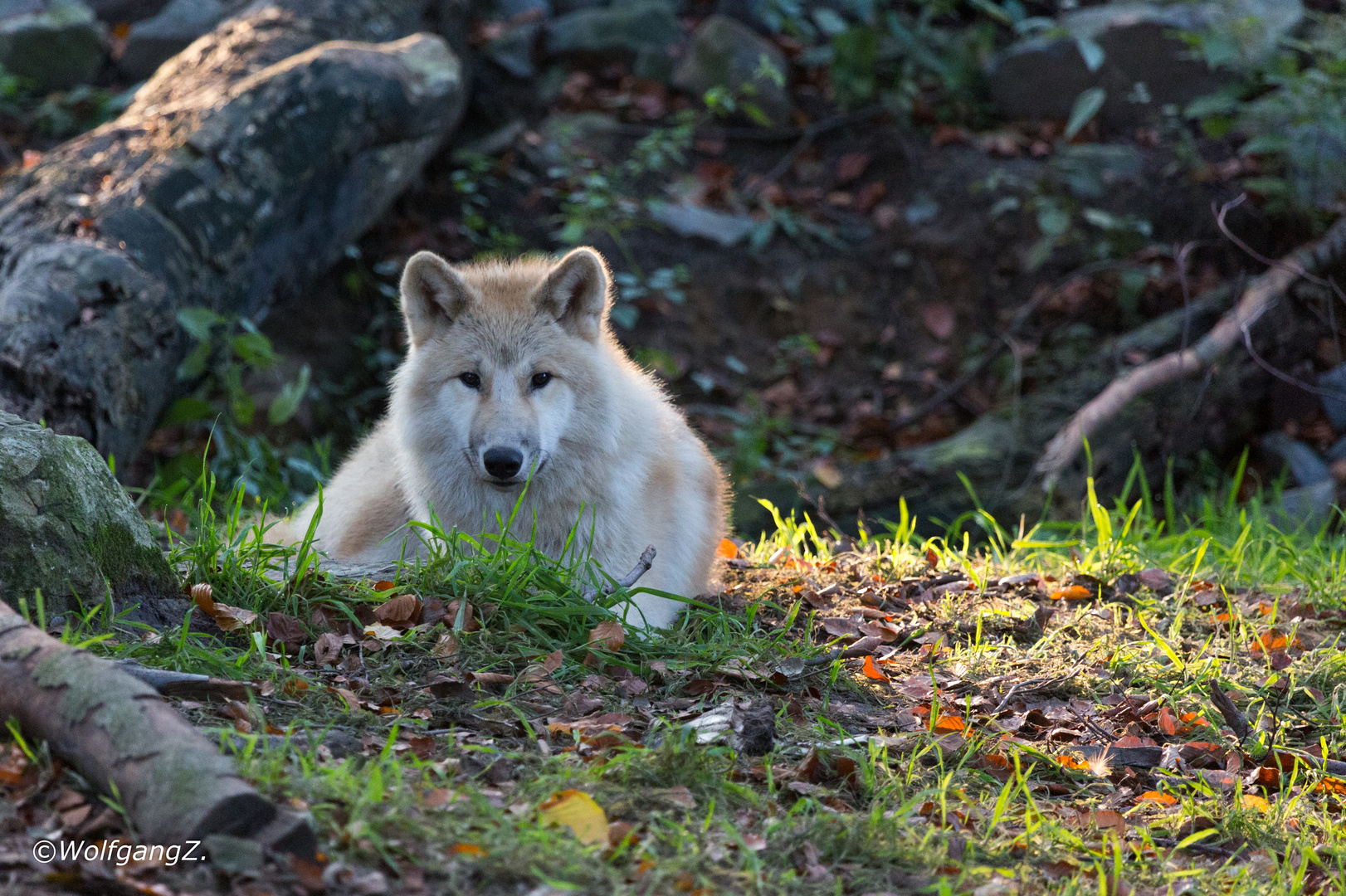 junger Hudson Bay Wolf