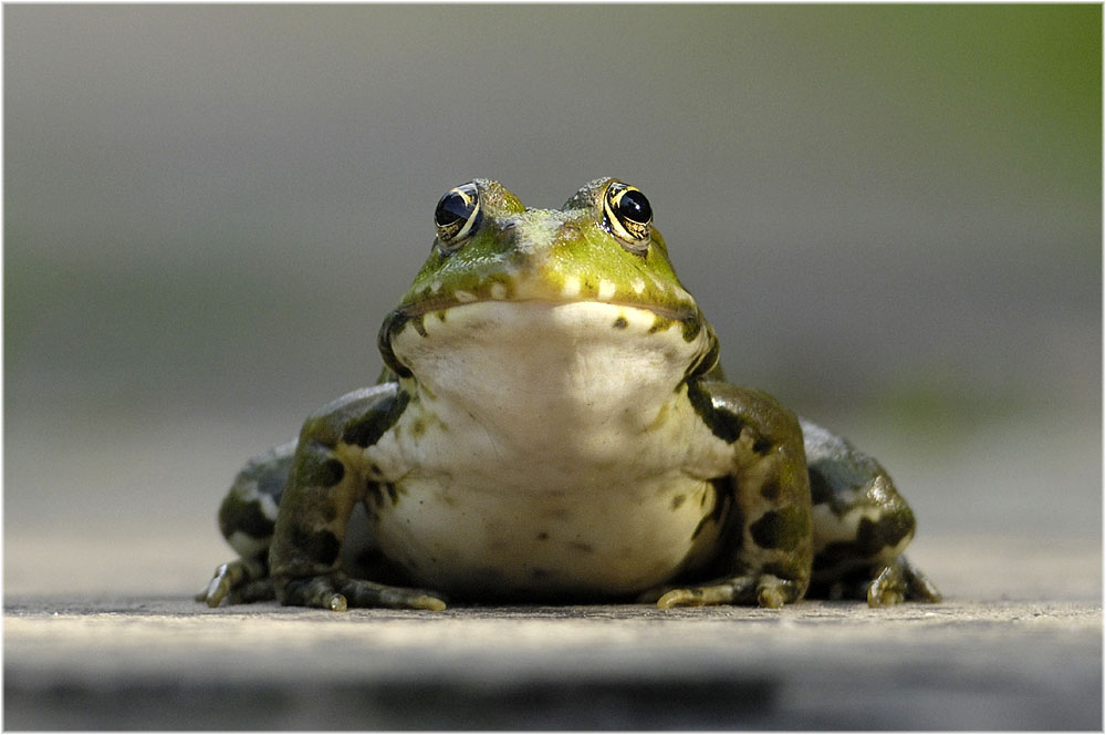 Junger hübscher Frosch sucht Prinzessin!