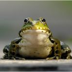 Junger hübscher Frosch sucht Prinzessin!