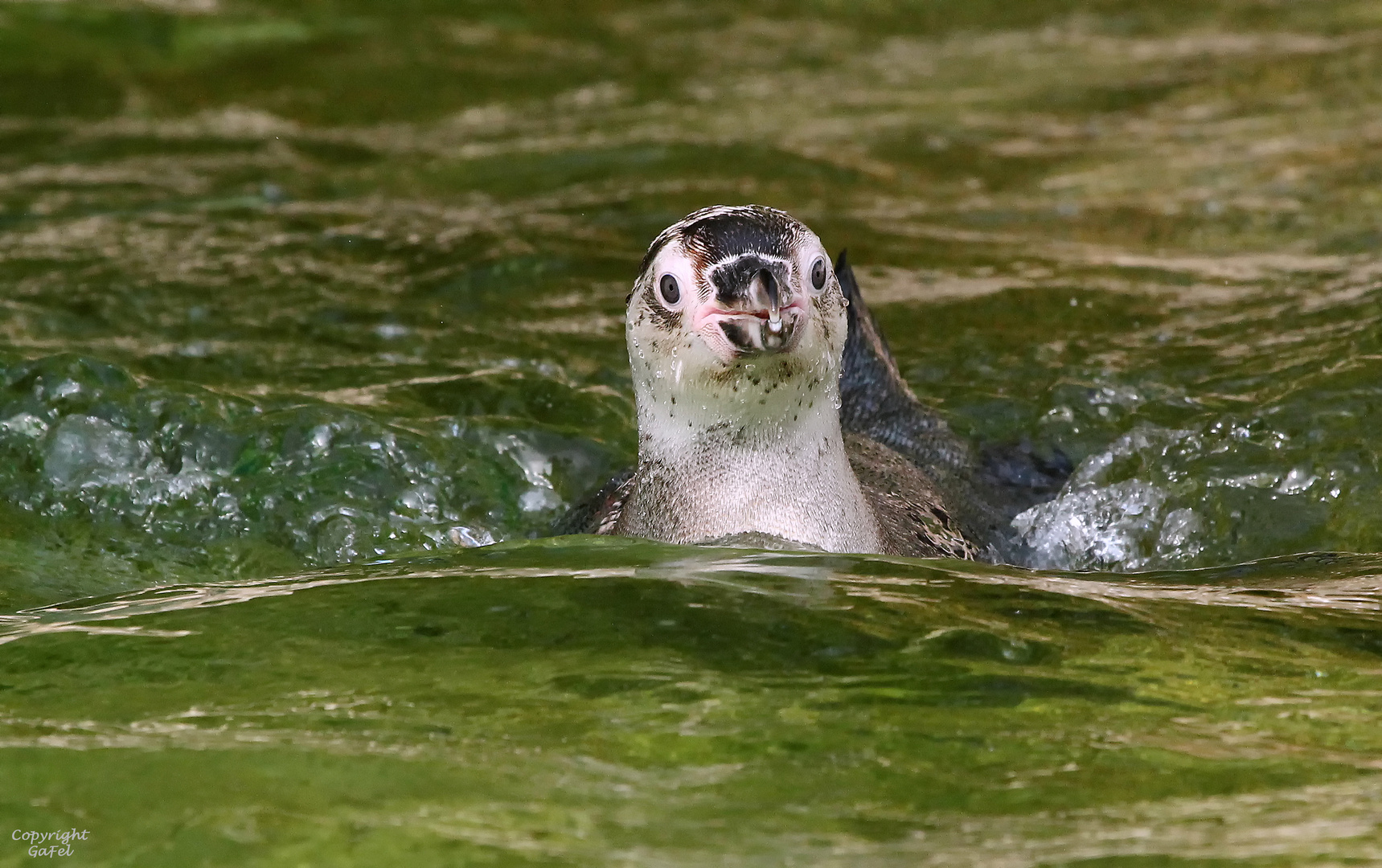 Junger Humboldt Pinguin im neuen Polarium im Zoo Rostock
