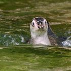 Junger Humboldt Pinguin im neuen Polarium im Zoo Rostock