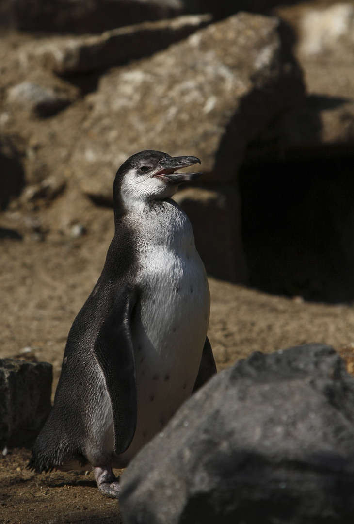 Junger Humboldtpinguin