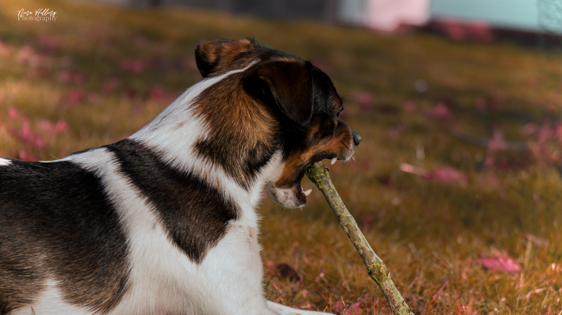 Junger Hund mit Stock