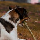 Junger Hund mit Stock