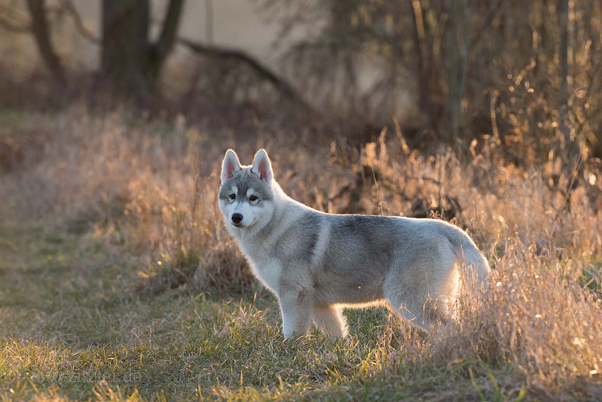 junger Husky