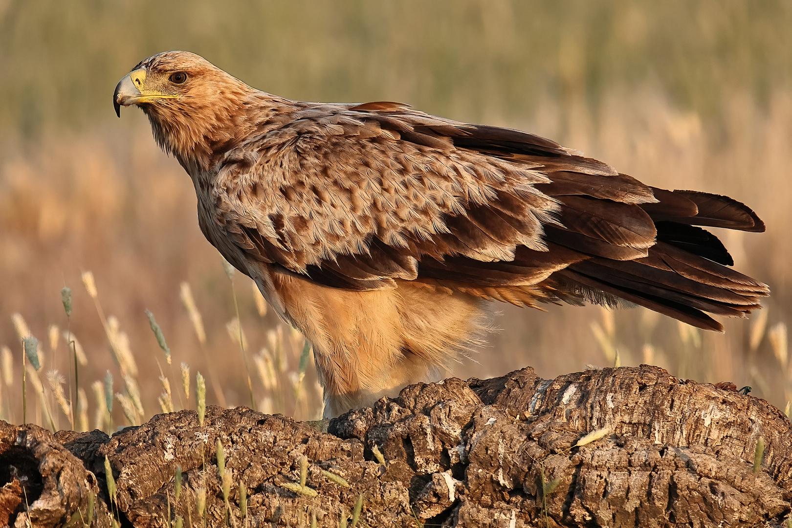 Junger Iberischer Kaiseradler