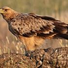 Junger Iberischer Kaiseradler