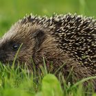 Junger Igel