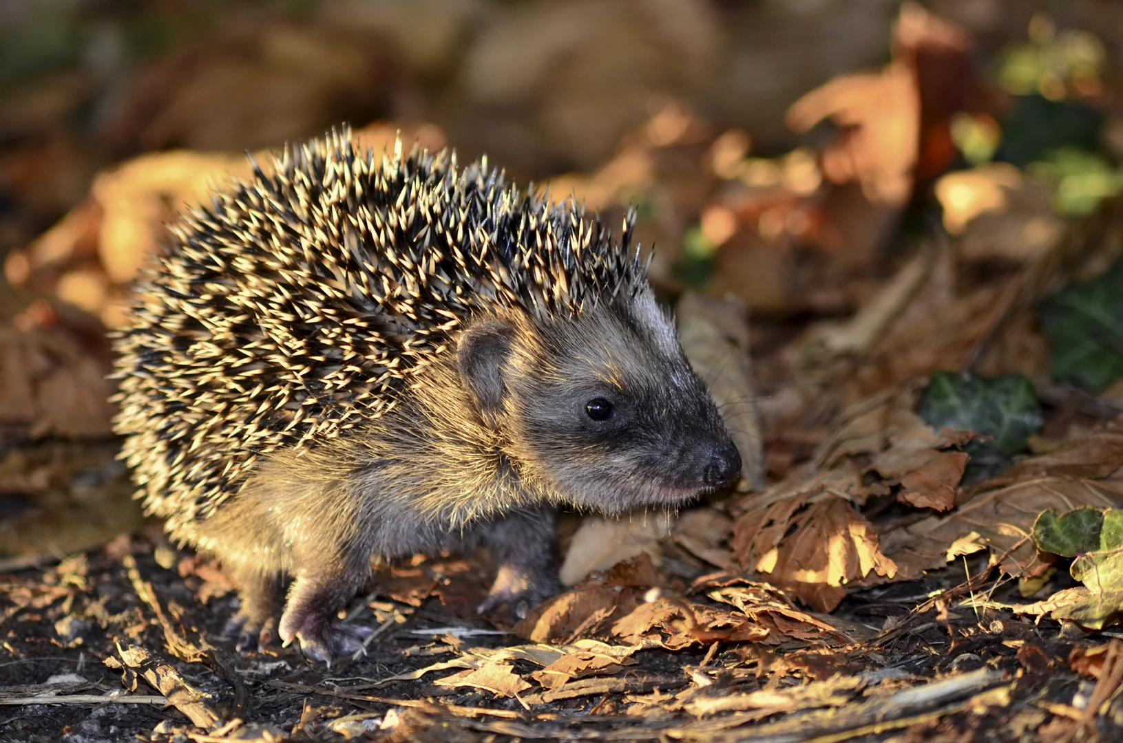 junger Igel