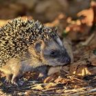 junger Igel