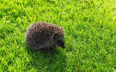 Junger Igel