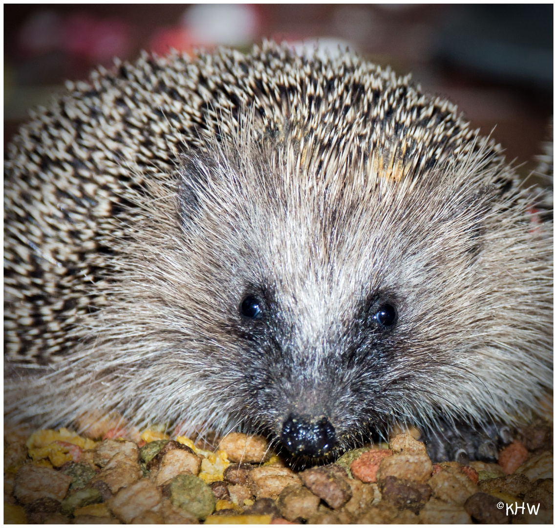 Junger Igel