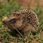 Junger Igel