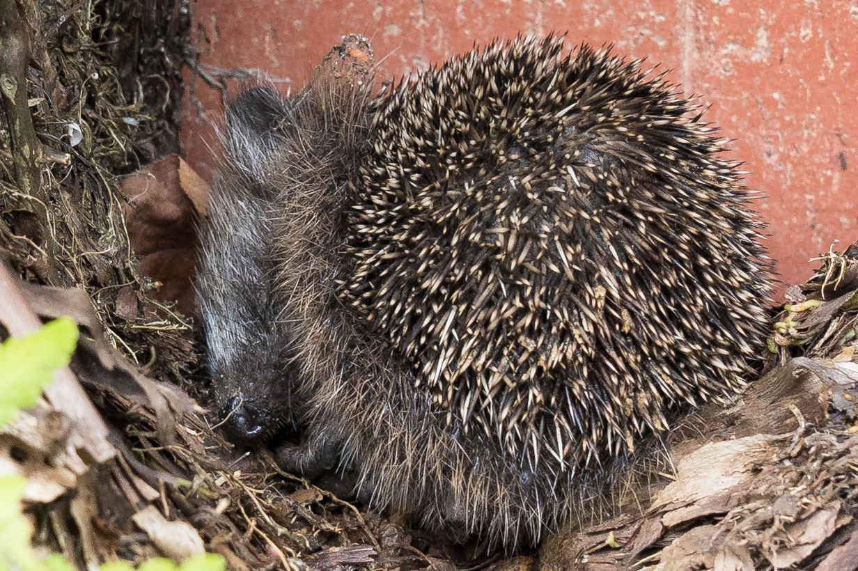 Junger Igel