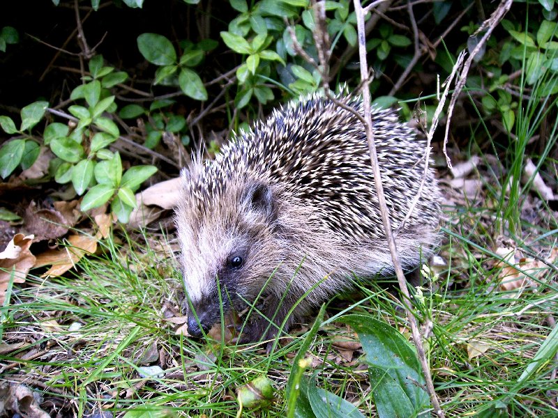 Junger Igel