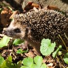 Junger Igel