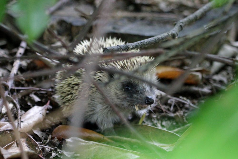 Junger Igel