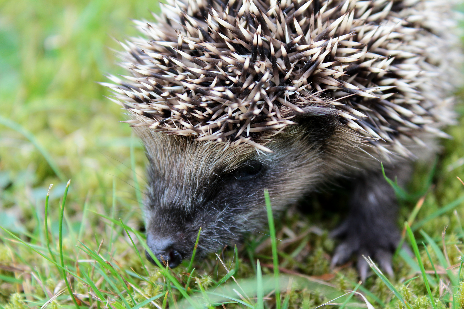 junger Igel