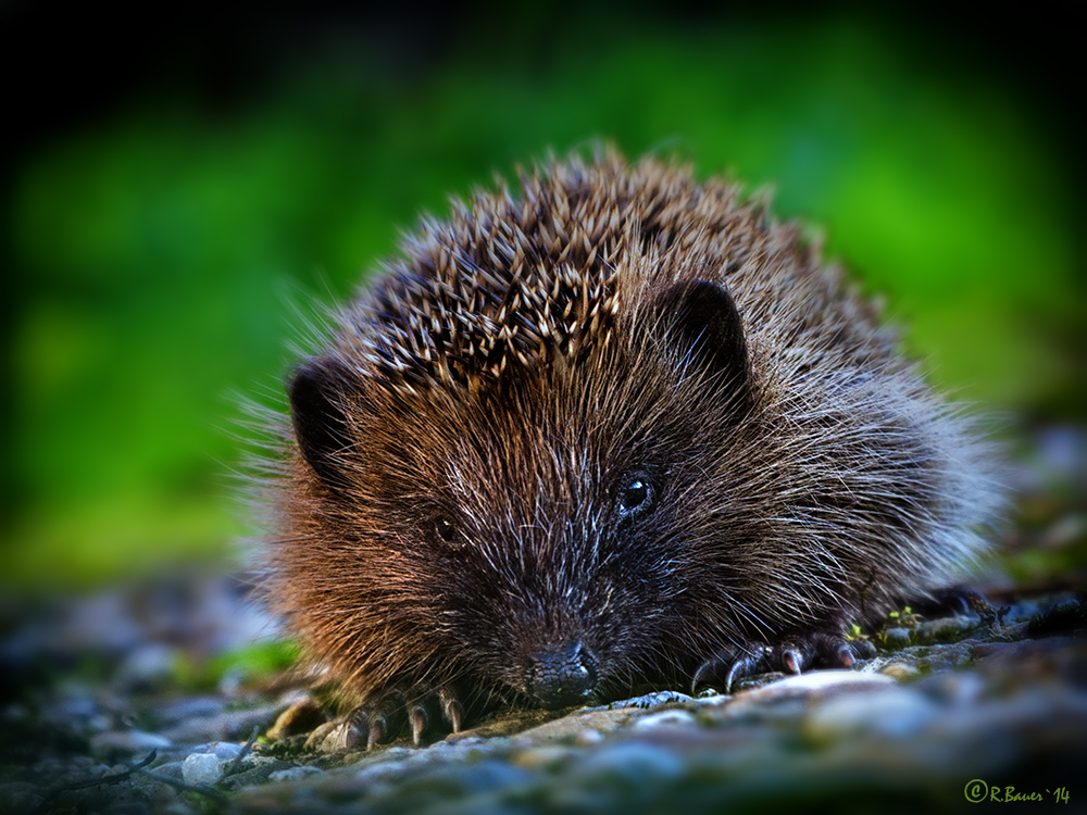 junger Igel