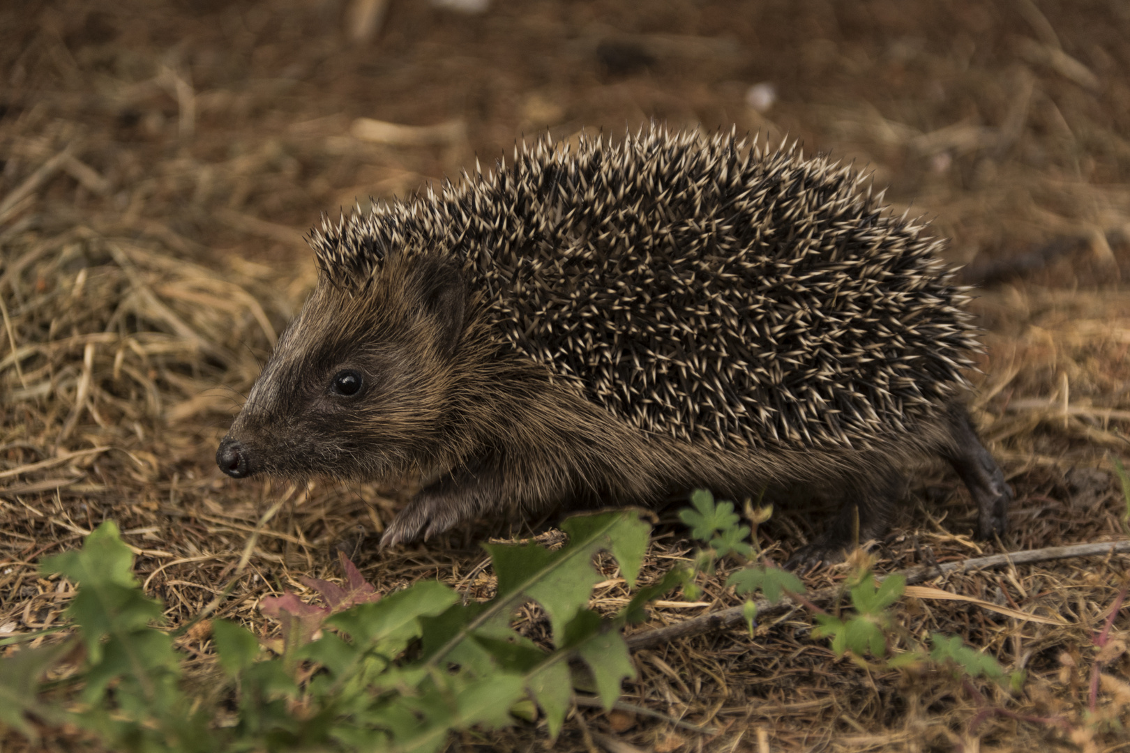 Junger Igel