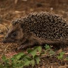 Junger Igel