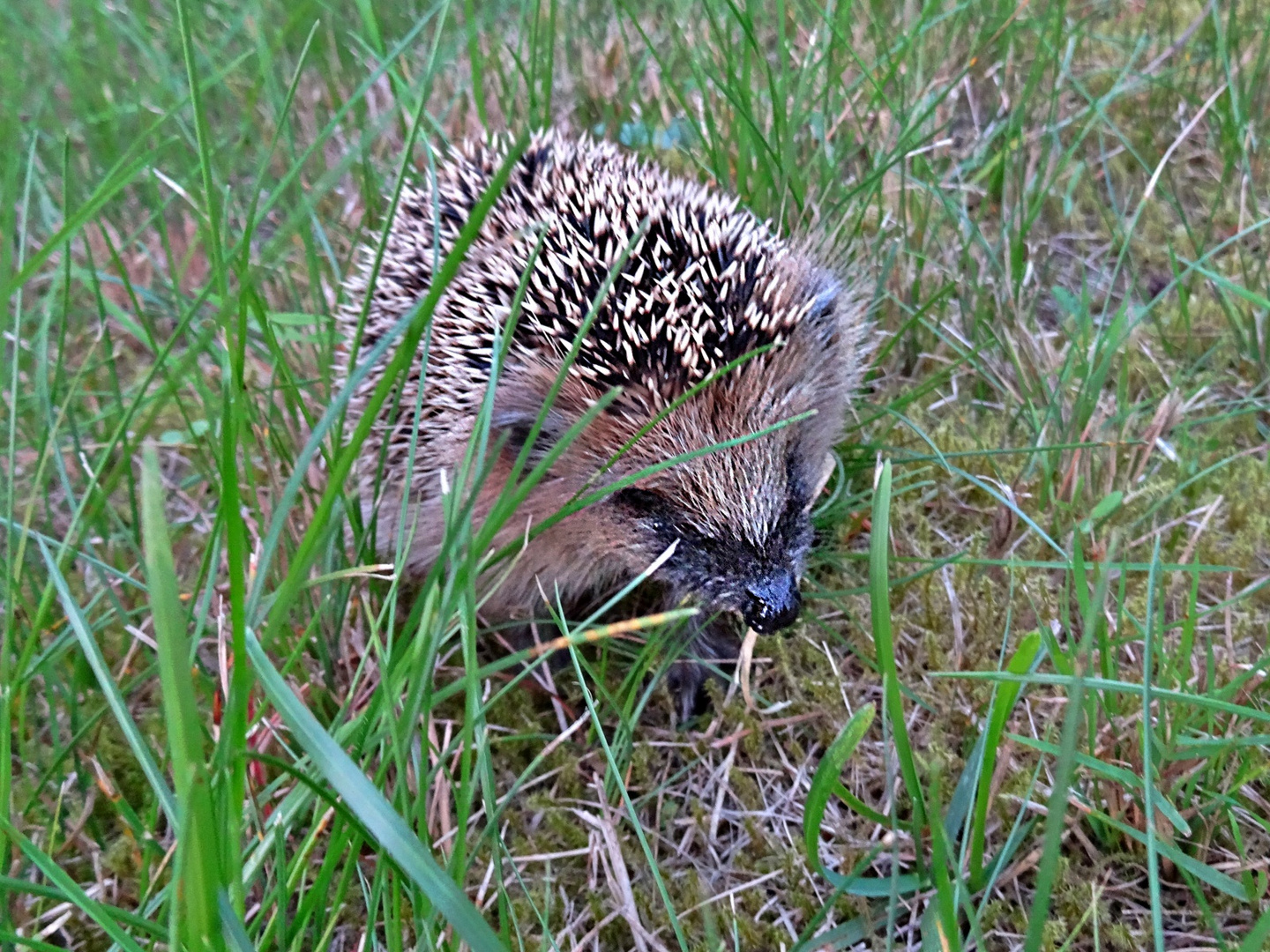 Junger Igel Foto & Bild | europe, scandinavia, denmark ...