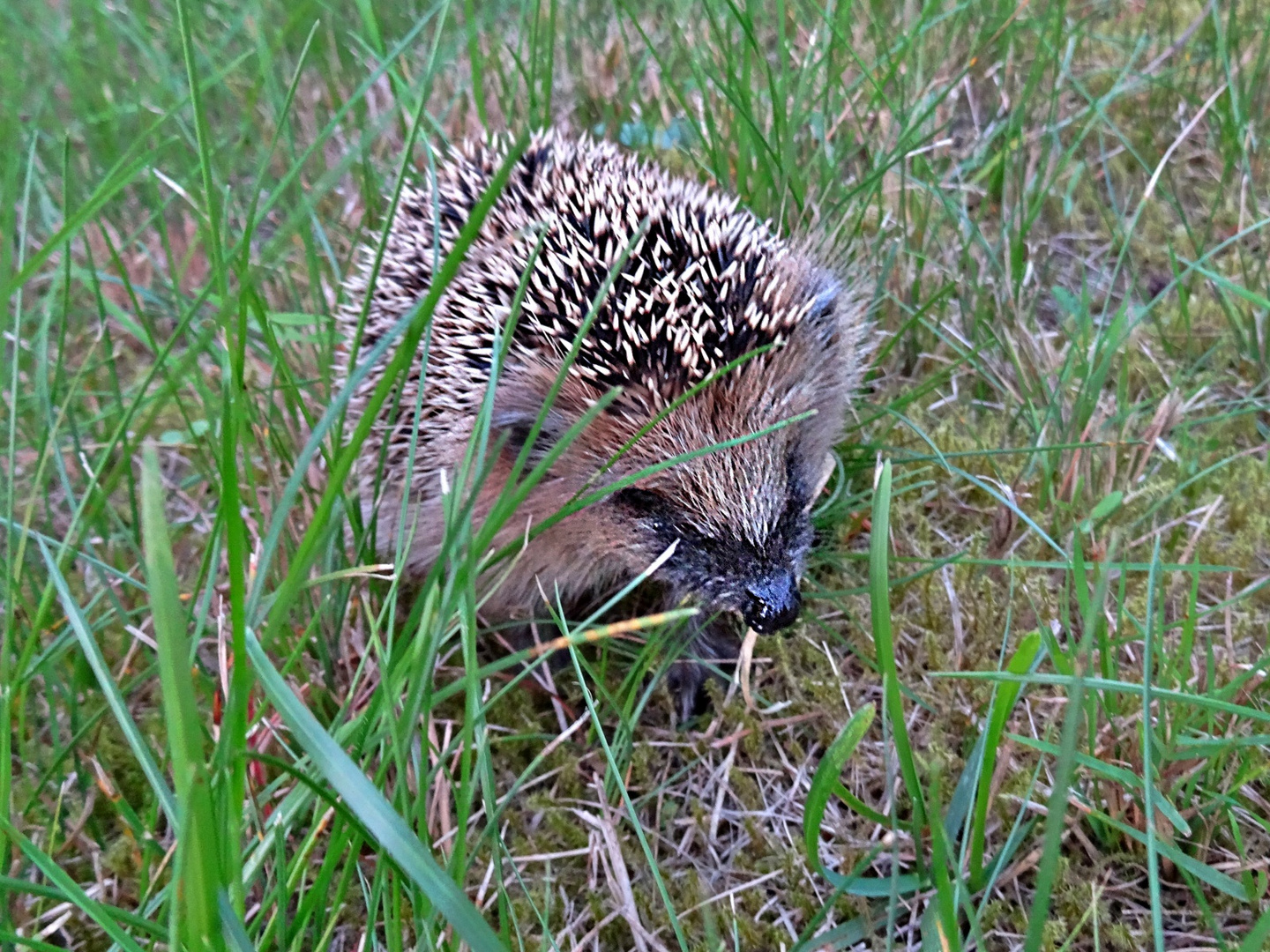 Junger Igel