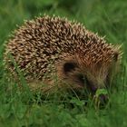 Junger Igel am Nachmittag auf der Wiese