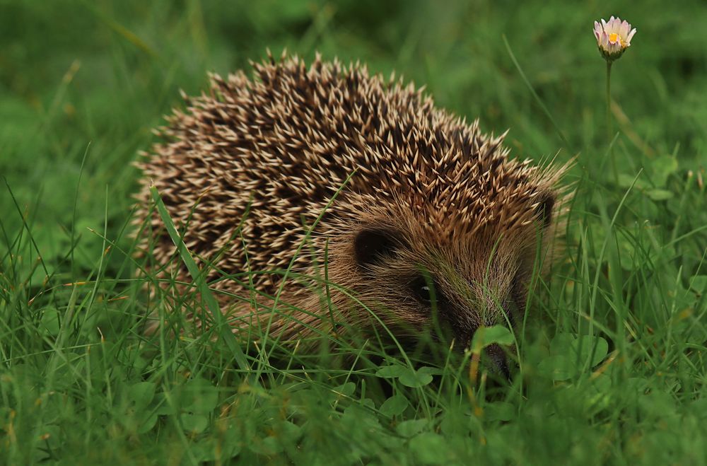 Junger Igel am Nachmittag auf der Wiese