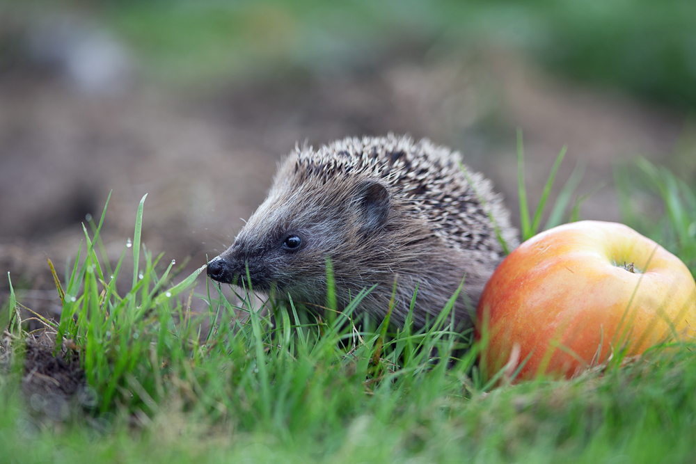 Junger Igel auf der Streuobstwiese