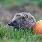 Junger Igel auf der Streuobstwiese