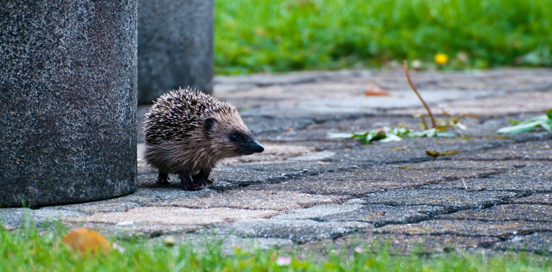 Junger Igel auf Tagespirsch